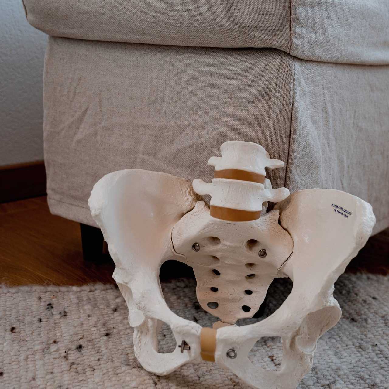 Ein anatomisches Modell eines Beckens
